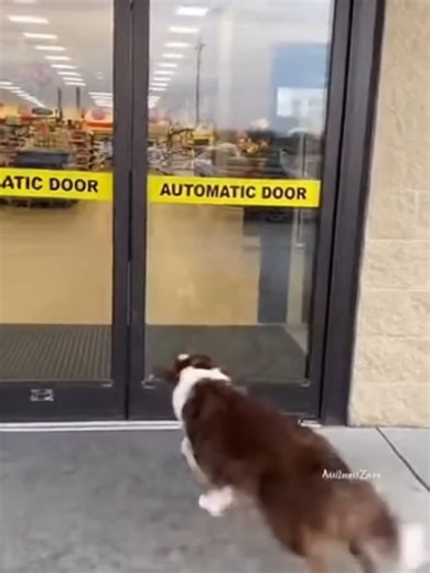 It won't open the old-fashioned way 🐕🚪💥 Assistant Zone 👇 About Channel: 🤖 AI Animal Stories & Comedy 🎬 Created with Sora / Veo ✨ Subscribe for daily dose of AI magic! This content is AI Generated for entertainment purposes. #funnyanimals #aianimals #aicomedy #sora #veo #aiart #animalmemes #virtualanimals #assistantzone #AI