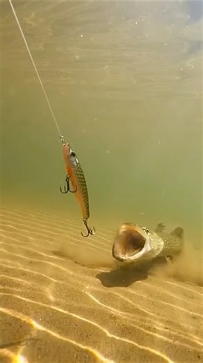 That Pike Strike Was INSANE #fishing #shorts