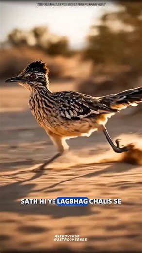 Astro Science on Instagram: "The most fastest bird roadrunner #science #sciencefacts #fact #reelitfeelit #viral"
