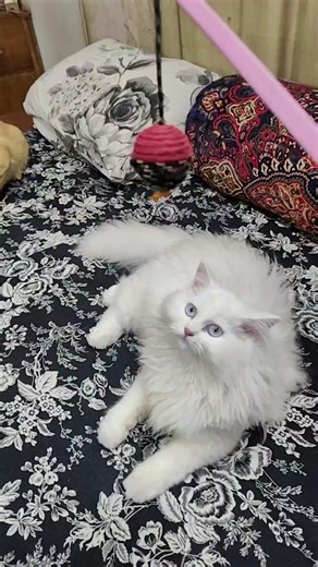 Cute Emotions on Reels