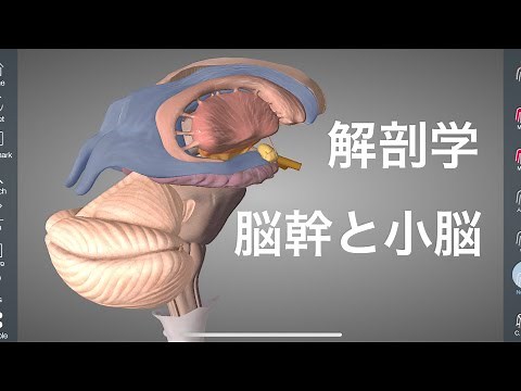 小脳と脳幹の解剖学を解説してみた