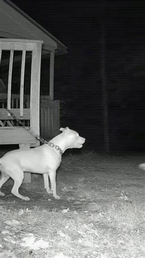 What Appears in This CCTV Footage Is Disturbing