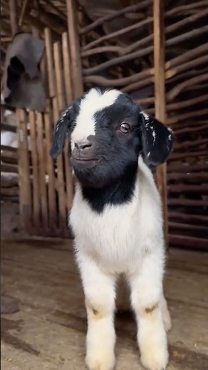 Cute Baby Goats Being Super Funny 😍🐐 | Try Not to Laugh