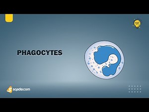 Innate Immunity and Normal F﻿lora | Phagocytes