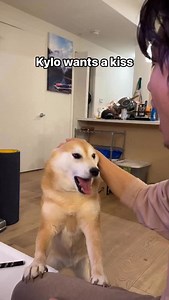 Dramatic Shiba asks owner for Kiss | Kylo The Shiba Inu