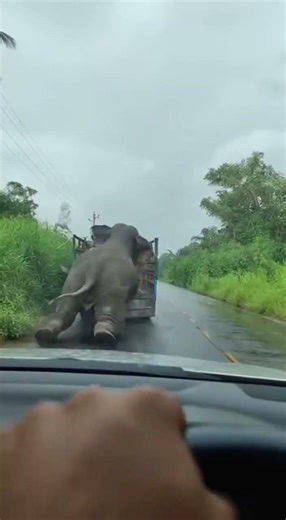 Unexpected Moment: Elephant Tumbles From Tree Branch Shocking Fall #wildlife #elephants #nature