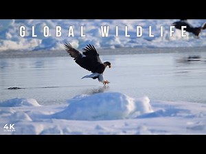 GLOBAL WILDLIFE IN 4K ULTRA HD | Lions, Leopards, Eagles & Tigers Across Earth
