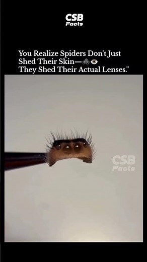 Spider Leaves Behind Its Eyes After Molting 🤯🕷️
