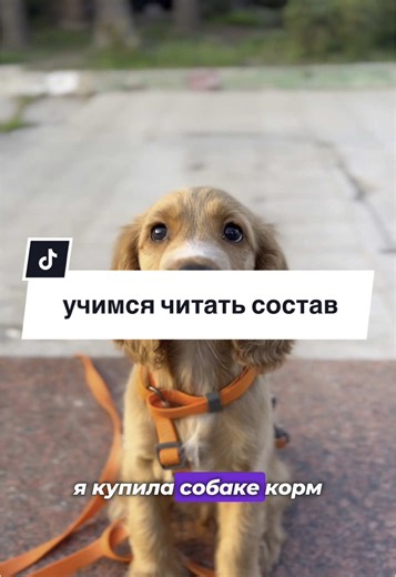 #blissclan #собаки #собака #особаках #догхаус