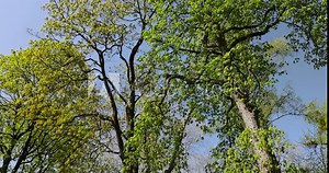 a flowering chestnut tree in the spring season, a spring park with chestnuts with flowers and with the first green foliage in sunny weather