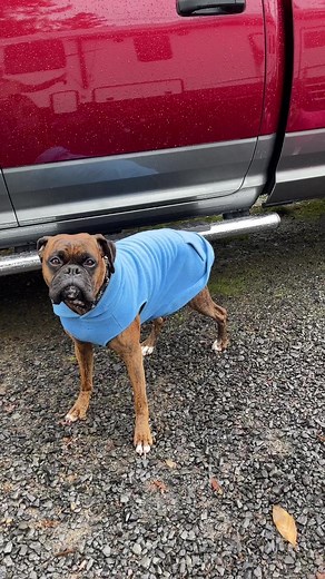 Boxer, madness, Christmas tree adventure | Boxer Madness