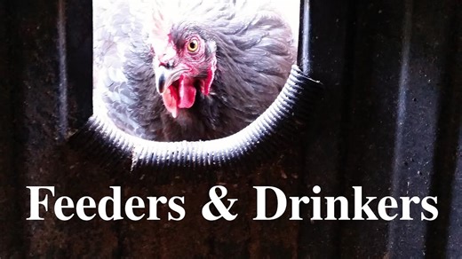Backyard chicken & duck secrets: DIY feeders, fermented feed, and predator protection!