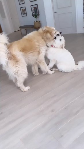 But all 100% lovable ♥️ #greatpyrenees #rescuedogs #adoptdontshop #fosteringsaveslives | Great Pyrenees Rescue Society - GPRS