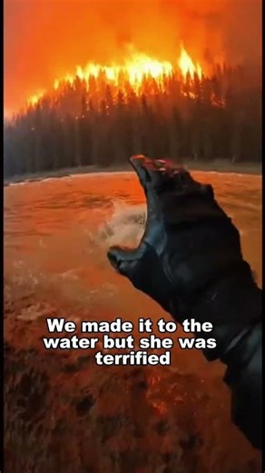 I Found A Trapped Wolf... Then The World Caught Fire