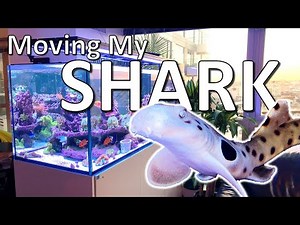 🦈 Moving My Shark Tank (Red Sea 650 Peninsula Move)
