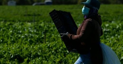 Farmers face excessive heat exposure due to climate change