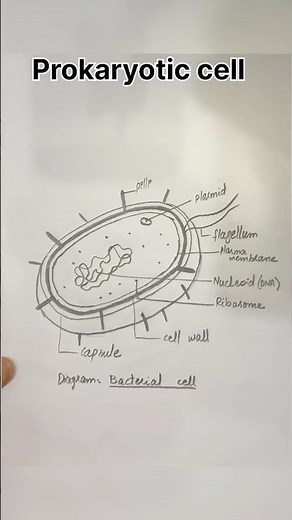 How to draw bacteria #shorts