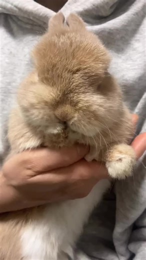 #bunny #rabbitsoftiktok #bunnies #rabbits #indoorbunny