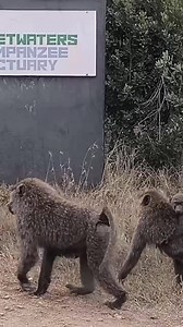 Baboons_on_a_Mission_to_Visit_Chimpanzee | Animals voice