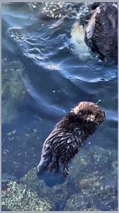 A Baby Sea Otter Is Sleeping Peacefully. #SeaOtter #BabyOtter #SleepingOtter #CuteAnimals #Wildlife | Riww Riww