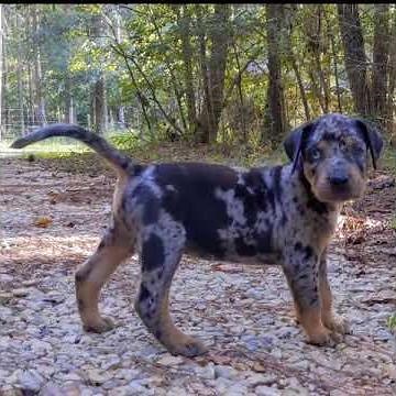 Catahoula Leopard Dog