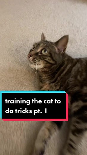 100k likes and I’ll get him to train her to do a backflip #catsoftiktok #fyp #foryoupage #cat #tricks #catlover #firstvideo #lockdownlife
