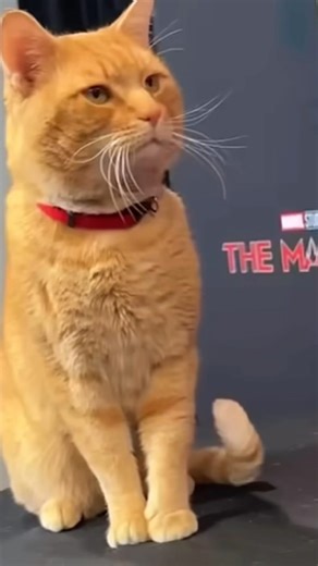 Goose the flerken edit (Turn your screen brightness up)