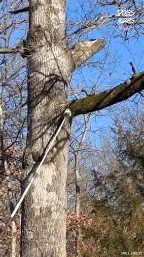 34K views · 735 reactions | Cutting Down LARGE Tree Limbs #TreeTrimming #TreeLimbs #Firewood #TrimmingTrees | Doss Acres | Facebook