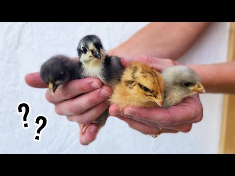 Meet Our New Flock! Identifying Various Chick Breeds: Markings To Consider