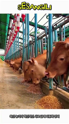 축산 농가 혁신! 자동 사료 급여 시스템 #worker #process #smartfarm #cattle #livestock