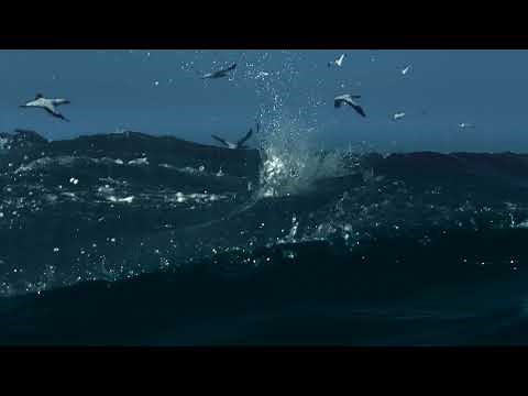 BBC Natures Great Events 4of6 The Great Tide