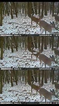 Don't Overlook Doe Fawns During the Late Season