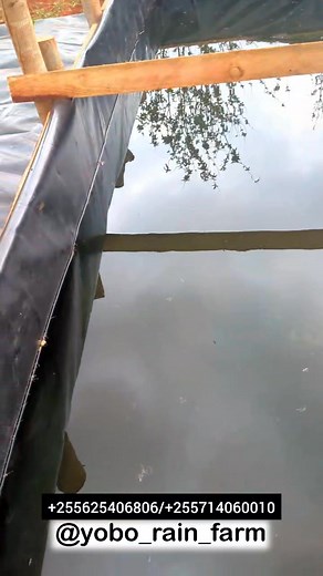 222K views · 2.9K reactions | The waiting is over ,we make things simple and clear with benefits FISH  FARMING 珞狀 Follow YOBO RAIN FARM Tuko Morogoro mjini 珞 | YOBO RAIN FARM | Facebook