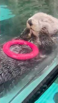 Adorable Otter Video to Make your day!