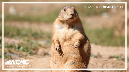 Happy Groundhog Day! Here are some facts you should know