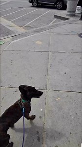 2.7M views · 97K reactions | Malinois tries Ice Cream for the First Time!  #dogtraining #icecream #malinois #brandywinedogacademy #delaware | Brandywine Dog Academy | Facebook