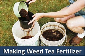 Does Weed Tea or Fertilizer Tea Work?