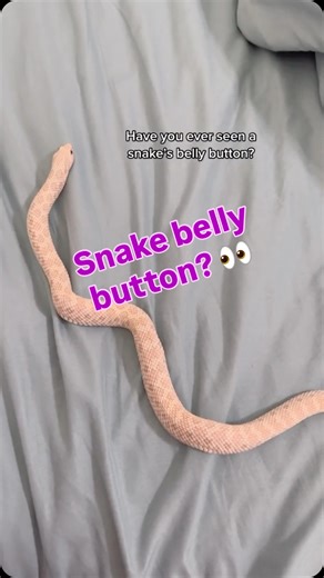Marshmallow & friends <3 on Instagram: "I’ve shared this before, but there’s quite a few new people who may find this interesting! New snake keepers will often ask if their snake hurt their belly scales somehow, but it’s just a belly button! The more you know :) #hognose #reptiles #snakes #feels"