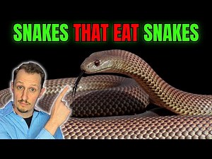 Snakes That Eat Snakes (A Zoologist Explains)