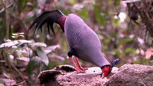 Siamese fireback having lunch (Lophura diardi Cambodia, Laos, Thailand, Vietnam, Southeast Asia. | BIRDS & Nature