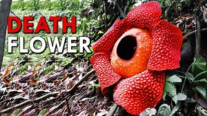 Rafflesia: This Corpse Flower Reeks of Death