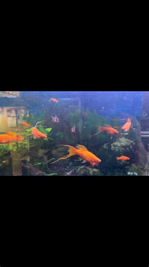 Red Lyretail swordtail colony. I have 2 more tanks of young adult standard fins and another with young lyretails. | The Fish Guy