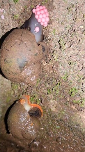 Oviposition and Early Development in Freshwater Snails