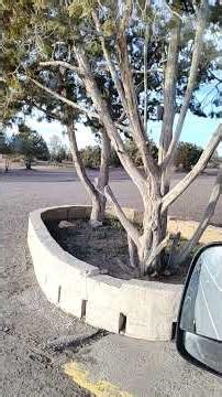 Democrats by their inaction lead to Trump's winning the Presidency & 2 shutdowns Republicans may win