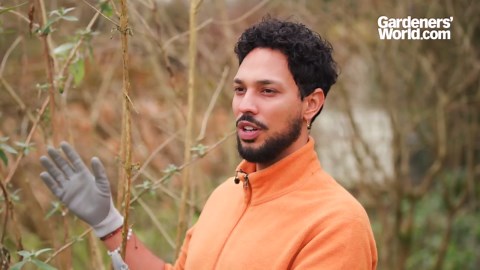 Cut your buddleia back now, or it could turn to a twiggy mess