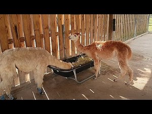 🐐 Petting Zoo in Lion Country Safari, Palm Beach, Florida, USA. You can hang out with and brush them