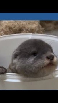 Help name Point Defiance Zoo’s newest otter