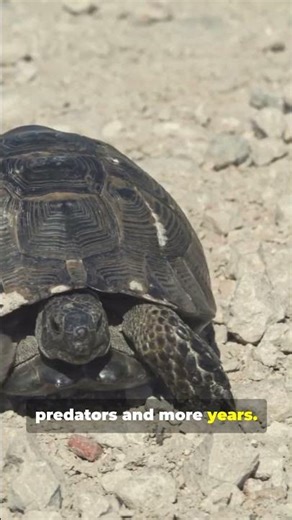 Turtles’ Secret To Long Life—Fast!