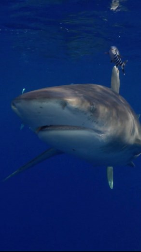 1.3K views · 84 reactions | Pilotfish are often seen swimming close...