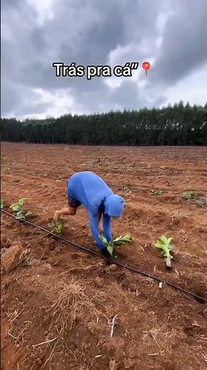 coffee planting process using a fence pattern system #caffe #coffe #farming